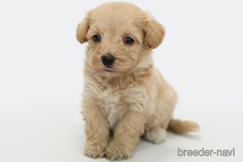 成約済の神奈川県のマルプー:マルチーズ×トイプードル-308952の2枚目